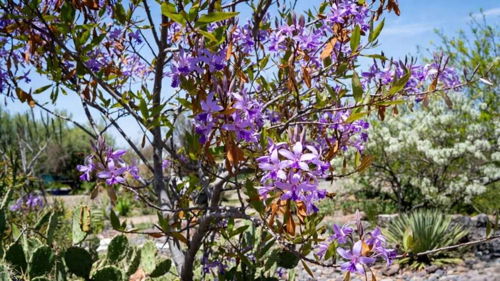 anacacho orchid tree texas