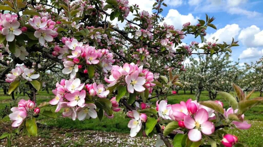 apple tree flowering