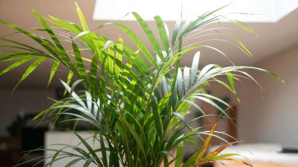 areca palm tree care