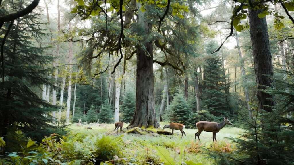 best deer tree stands