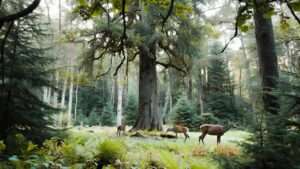 best deer tree stands