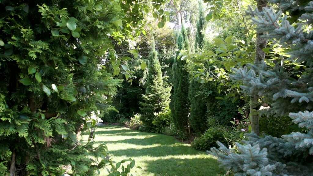 best evergreen trees for privacy