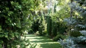 best evergreen trees for privacy
