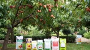 best fertiliser for peach trees