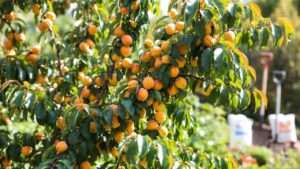 best fertilizer for apricot tree