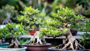 best fertilizer for bonsai trees