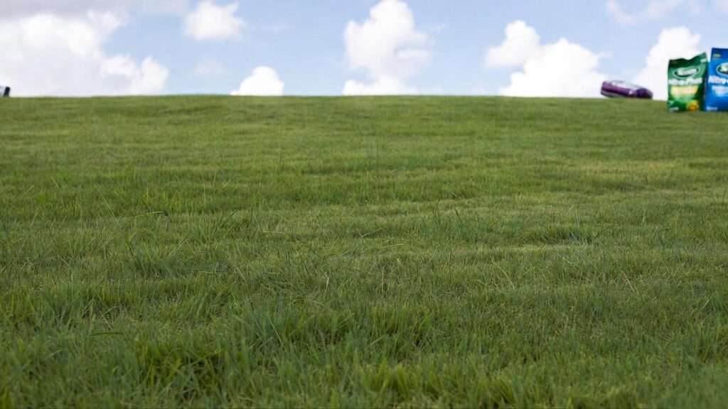 best fertilizer for grass in texas