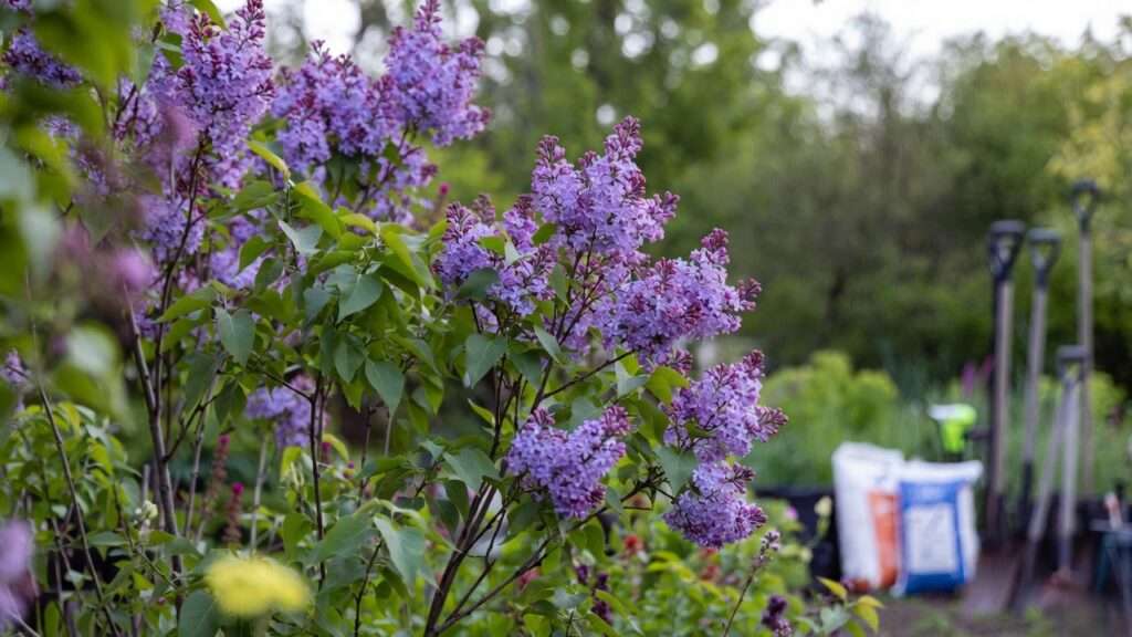 best fertilizer for lilac trees