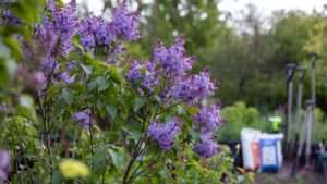 best fertilizer for lilac trees