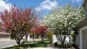 best flowering tree for front yard