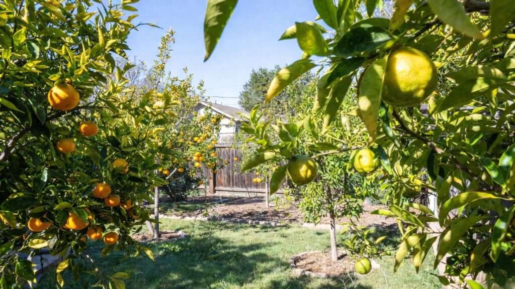 best fruit trees for san antonio