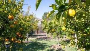 best fruit trees for san antonio