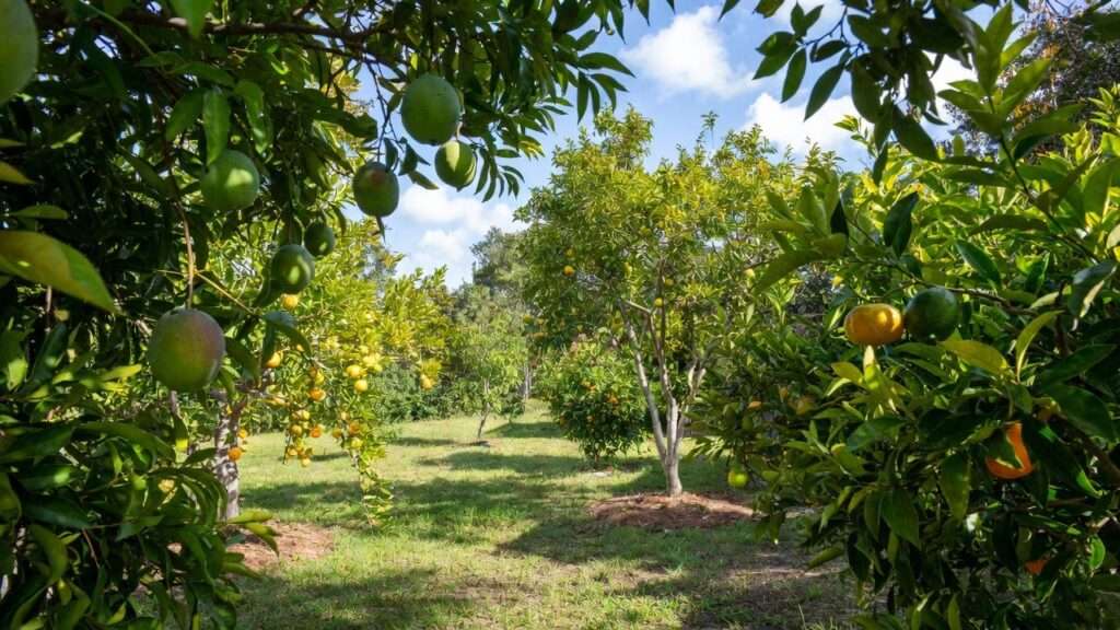 best fruit trees to grow in florida