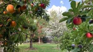 best fruit trees to grow in tennessee