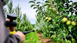 best fungicide for apple trees