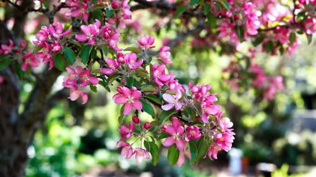best fungicide for crabapple trees
