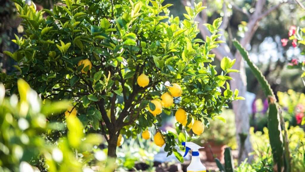 best fungicide for lemon tree
