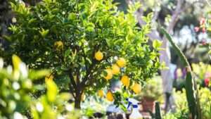 best fungicide for lemon tree