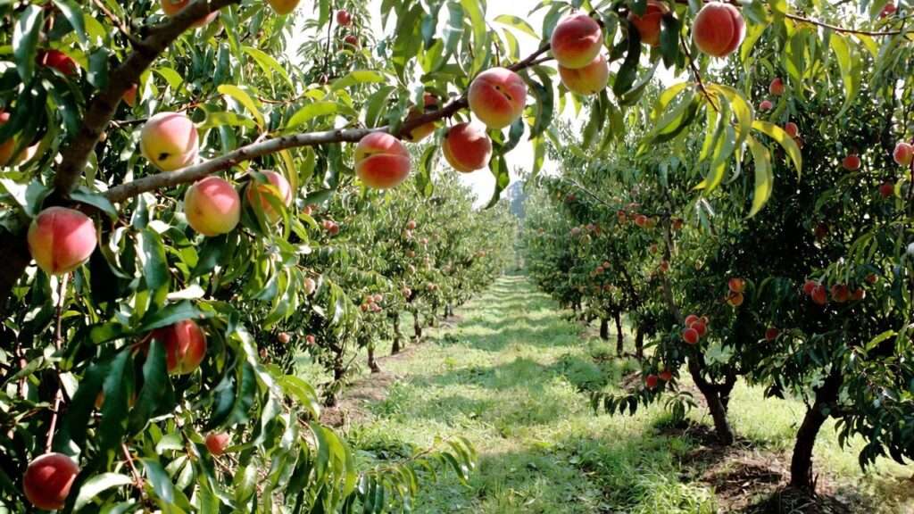 best fungicide for peach trees