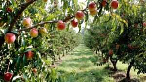 best fungicide for peach trees