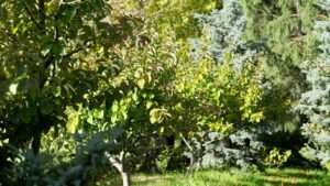 best fungicide for trees