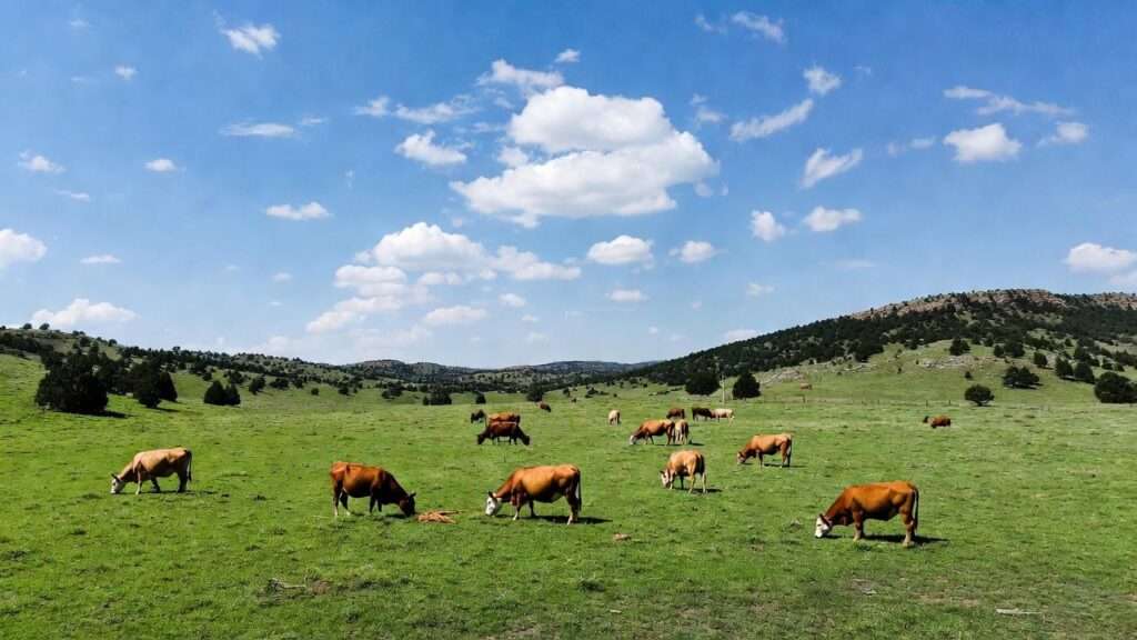 best grass for cattle grazing in texas