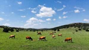 best grass for cattle grazing in texas