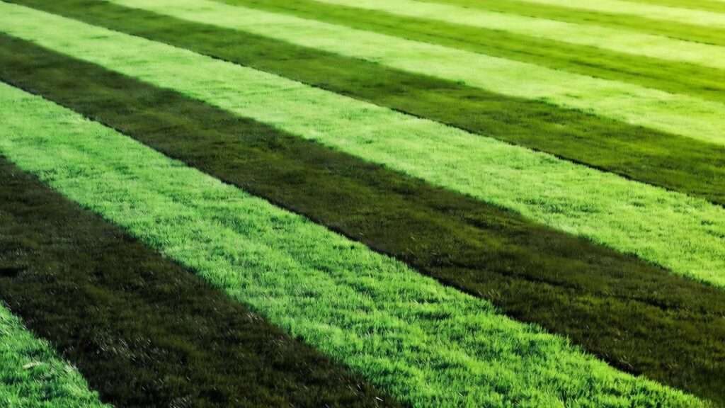 best grass for lawn striping