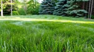 best grass for pennsylvania