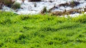 best grass for sandy areas