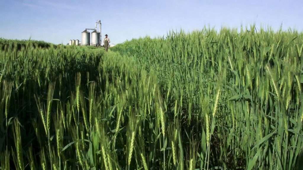 best grass for silage