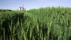 best grass for silage