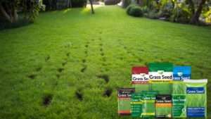 best grass seed after aeration