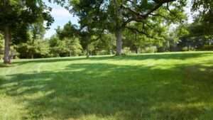 best grass seed for ky