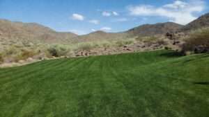 best grass seed for phoenix arizona