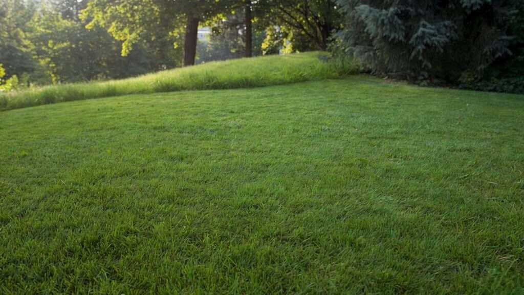 best grass seed for seattle