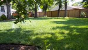 best grass seed for st louis