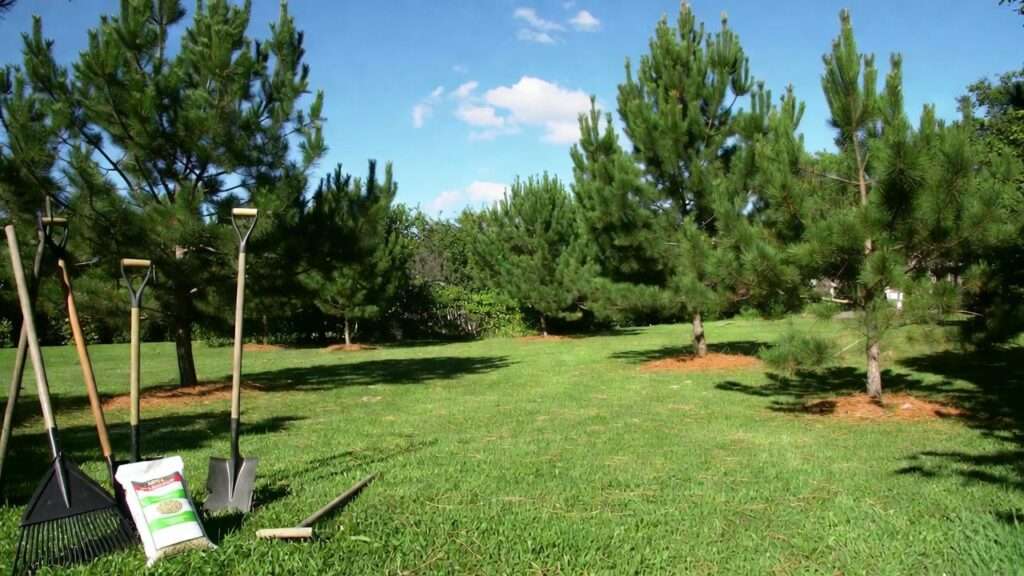 best grass seed for under pine trees