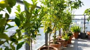 best lime tree for pots