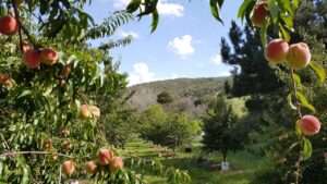 best peach tree for north texas