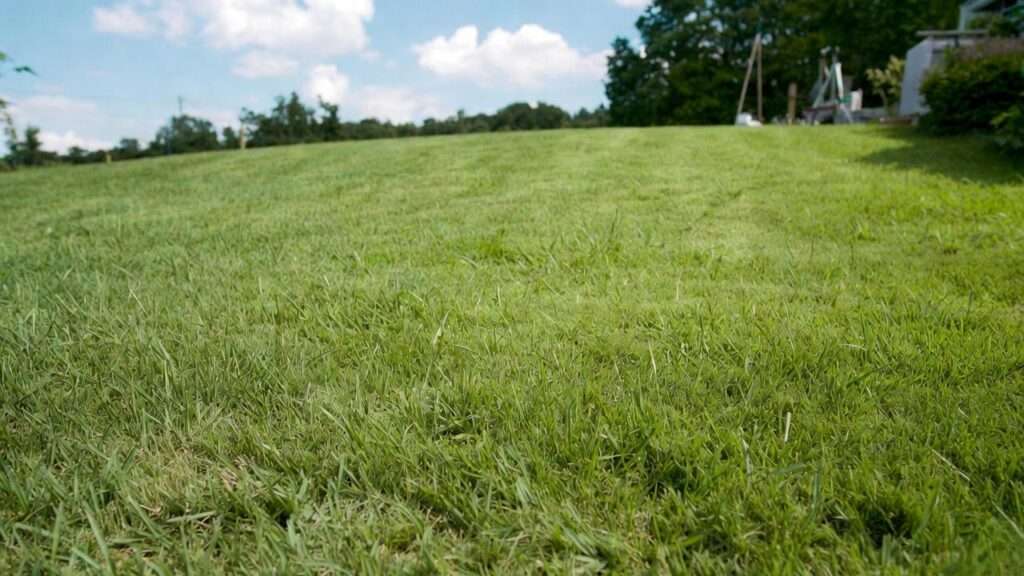 best pre emergent for centipede grass