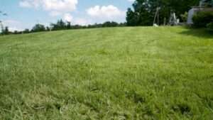 best pre emergent for centipede grass