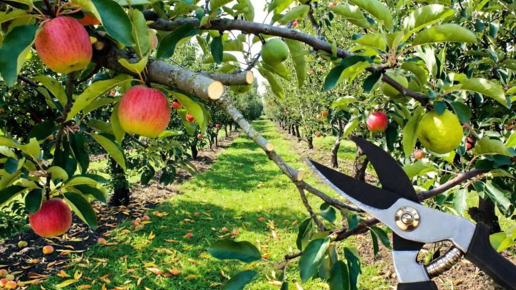 best pruning shears for fruit trees
