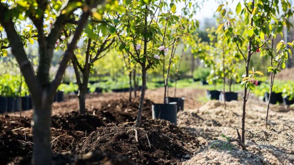 best soil for cherry trees