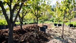 best soil for cherry trees
