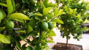 best soil for lime trees