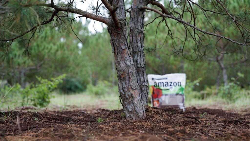 best soil for pine trees