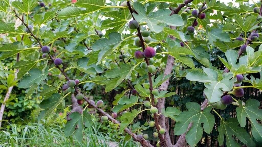 best tasting fig tree to grow