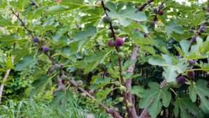 best tasting fig tree to grow