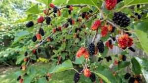 best tasting mulberry tree